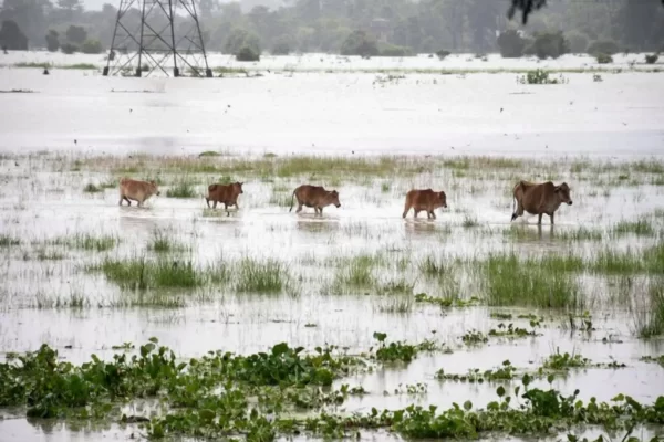 Floods in Assam: 131 wild creatures die in Kaziranga National Park, six of them rhinos.