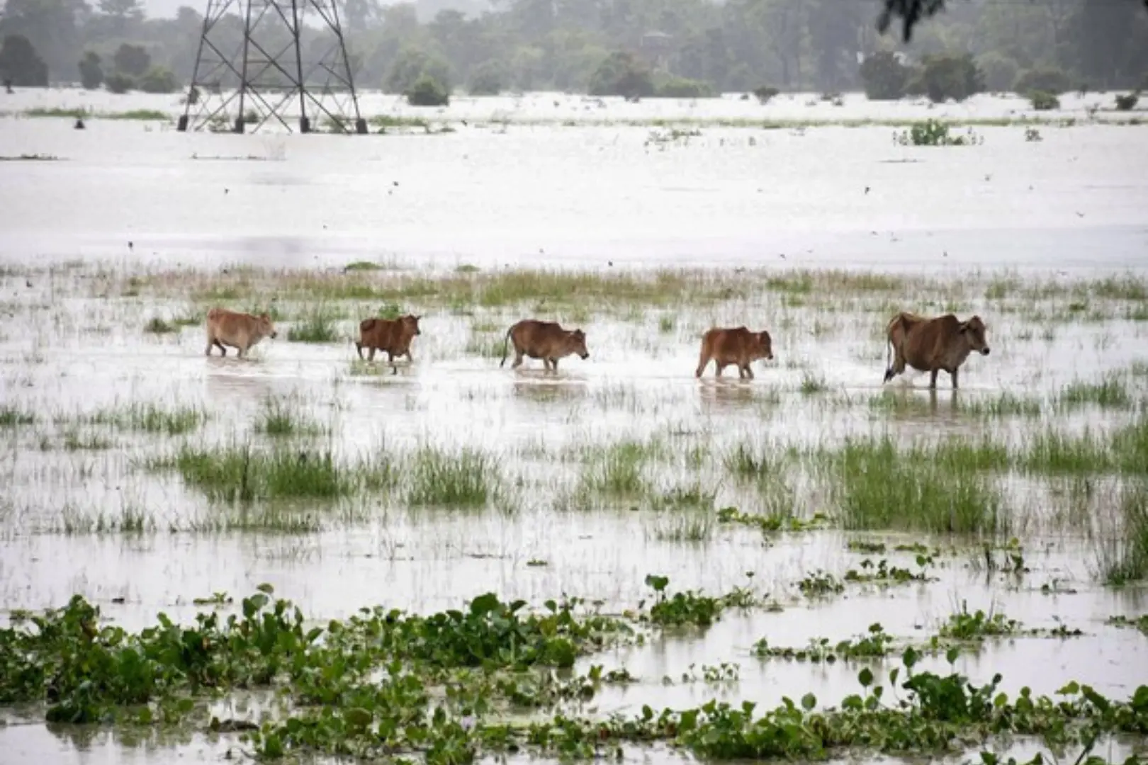 kaziranga national park