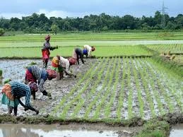 rice planting