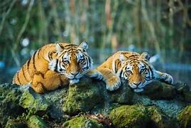 palamu tiger reserve launches “vanjeevi didi” women-led conservation drive